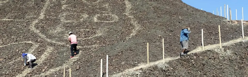 catnazca2