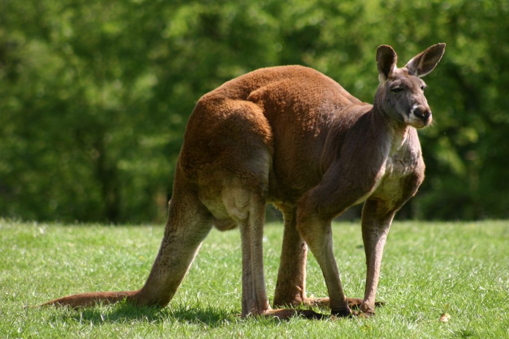 Kangaroo Front 1024x683 