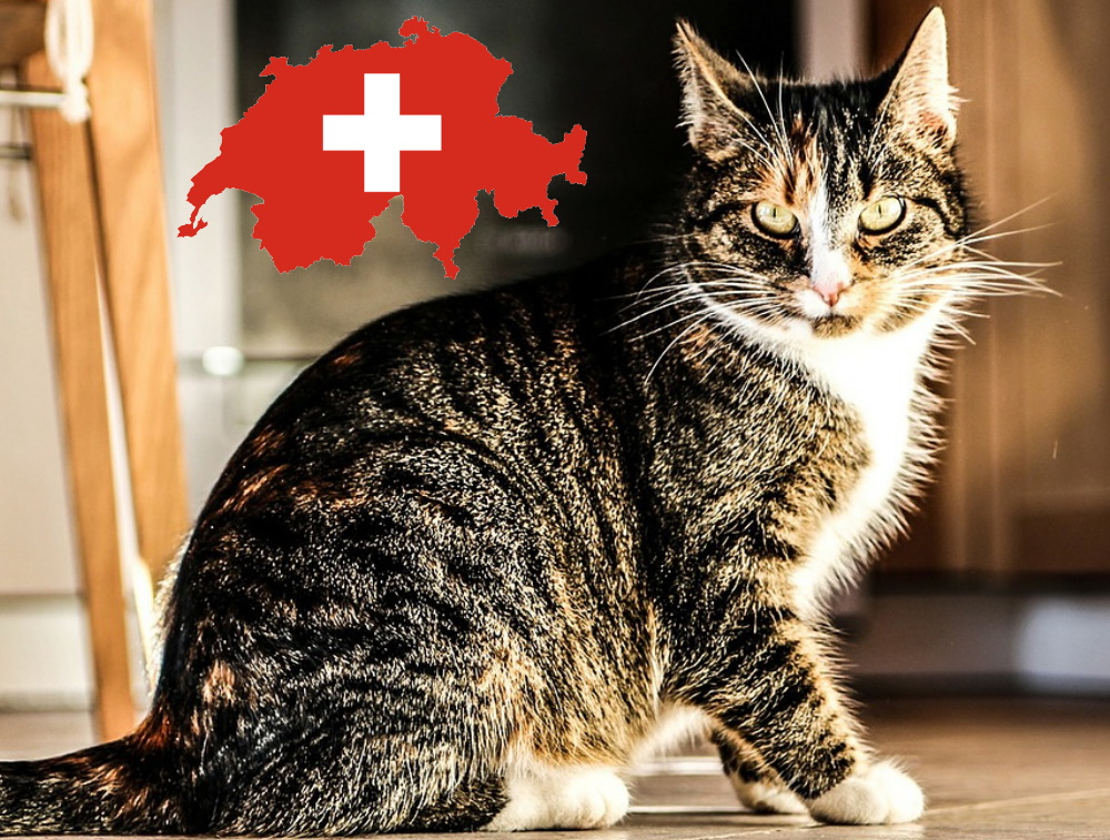 Правда ли, что в Швейцарии едят кошек? - Проверено.Медиа