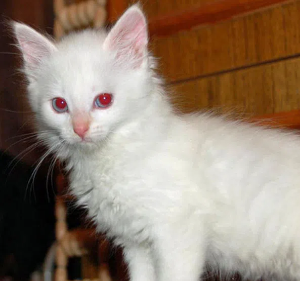Правда ли, что белые голубоглазые кошки — глухие? - Проверено.Медиа