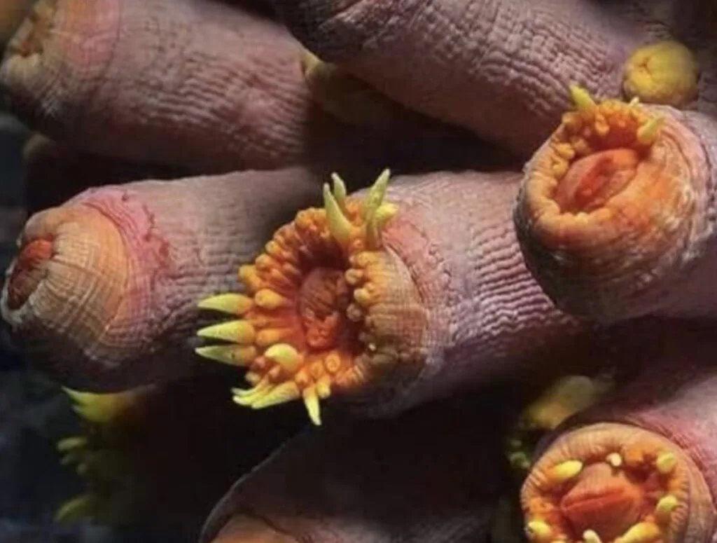 Gozal yalangoch qizlar porno video Siyish videolari aks etgan porno sayt