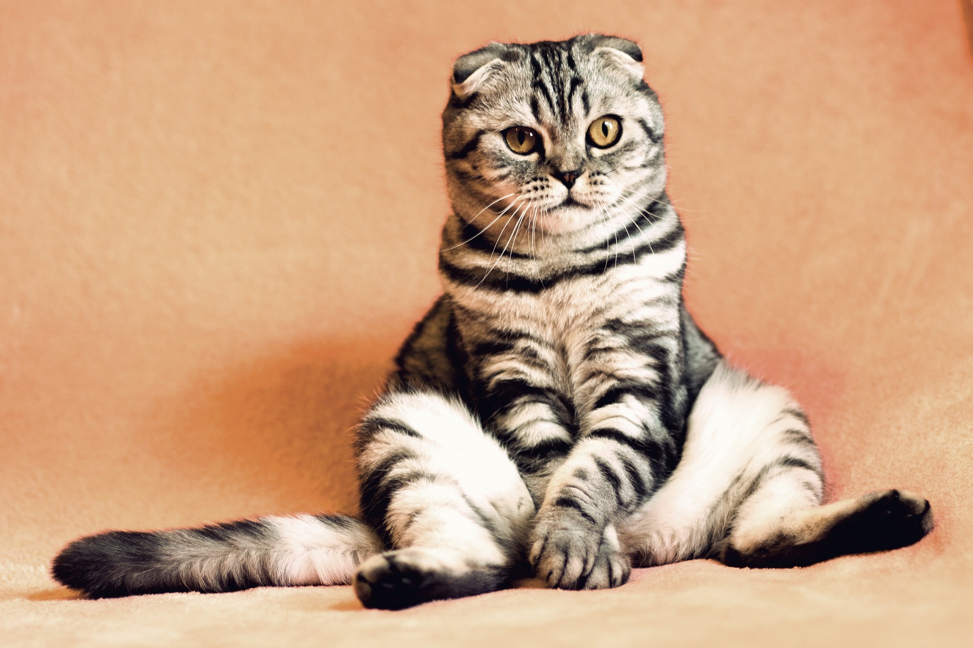 Правда ли, что один год жизни кошки равен семи человеческим? -  Проверено.Медиа
